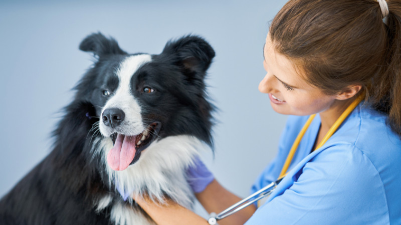 National Pet Wellness Month!