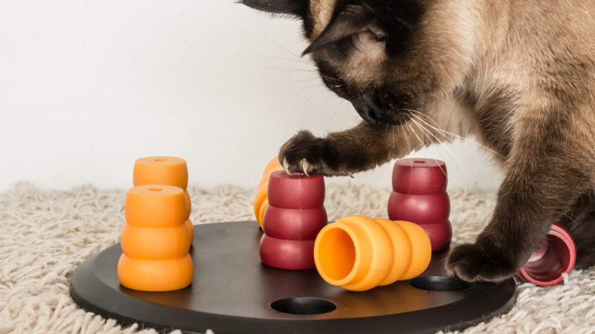 October 29th National Cat Day!