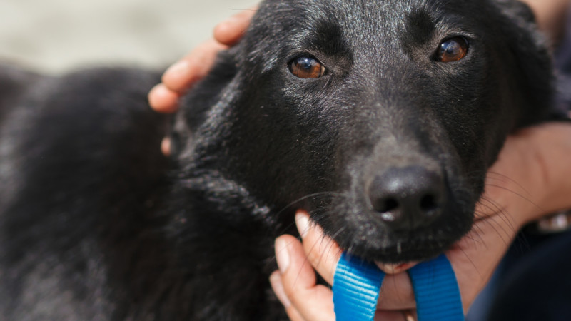 Feed a Shelter Pet Month!