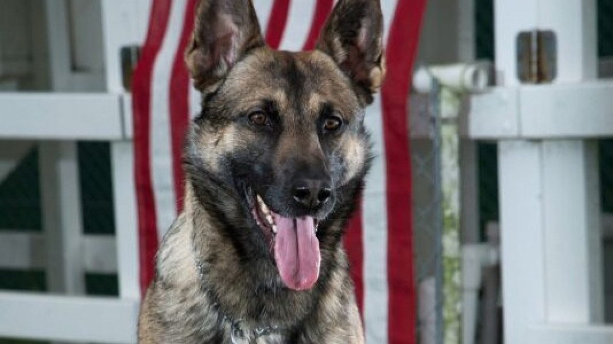 k9 Veterans Day