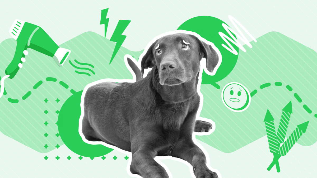 Dog Anxiety Awareness Week