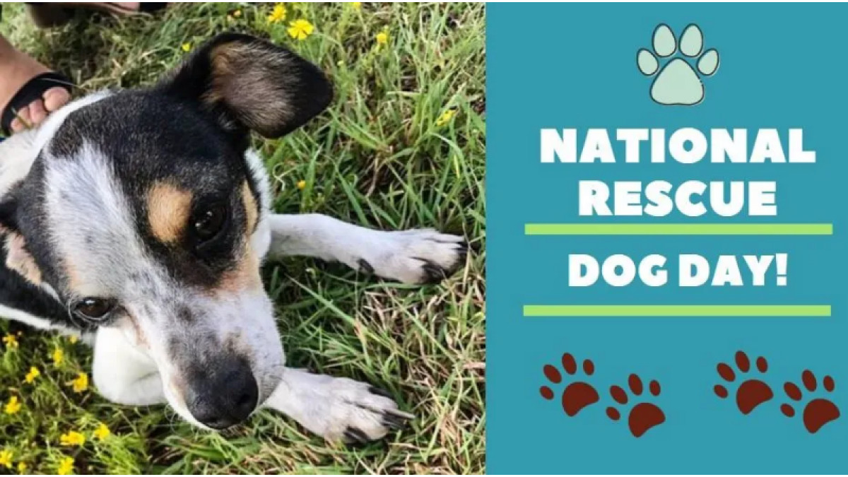 National Rescue Dog Day