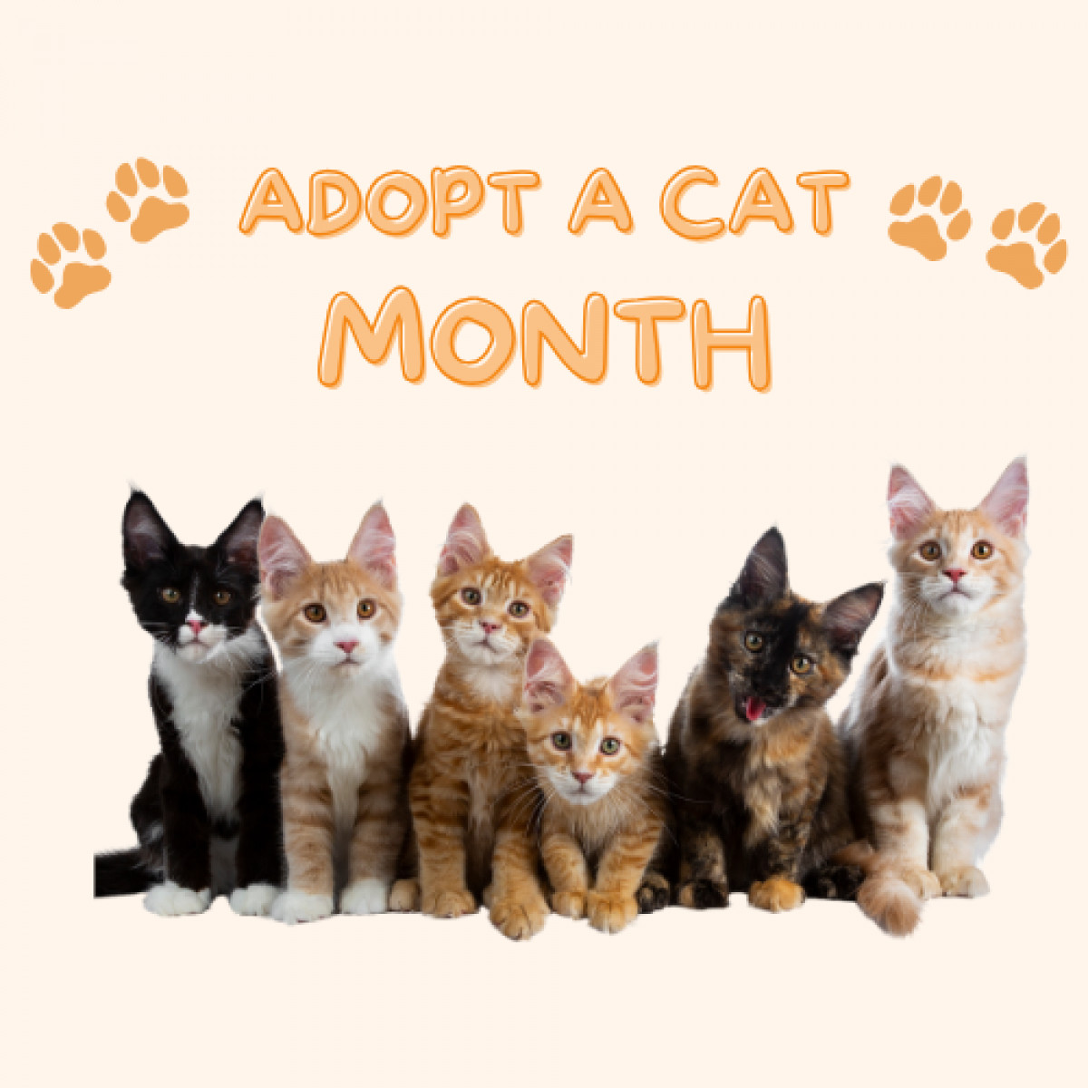 National Adopt A Cat Month