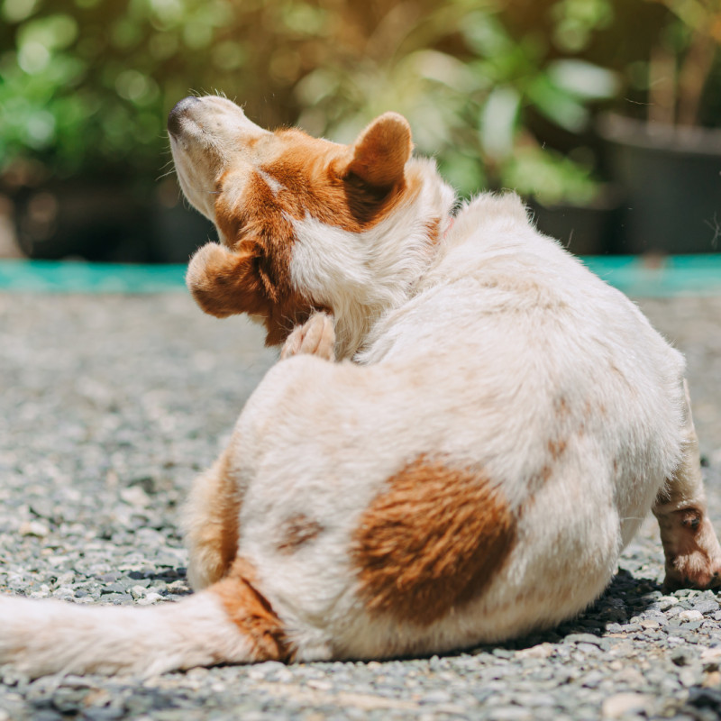 Itchy Pet Awareness Month