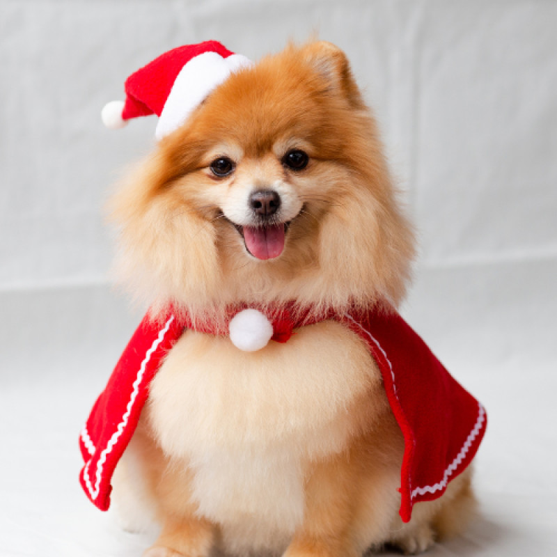 Pet Works Holiday Donation Drive & Raffle!