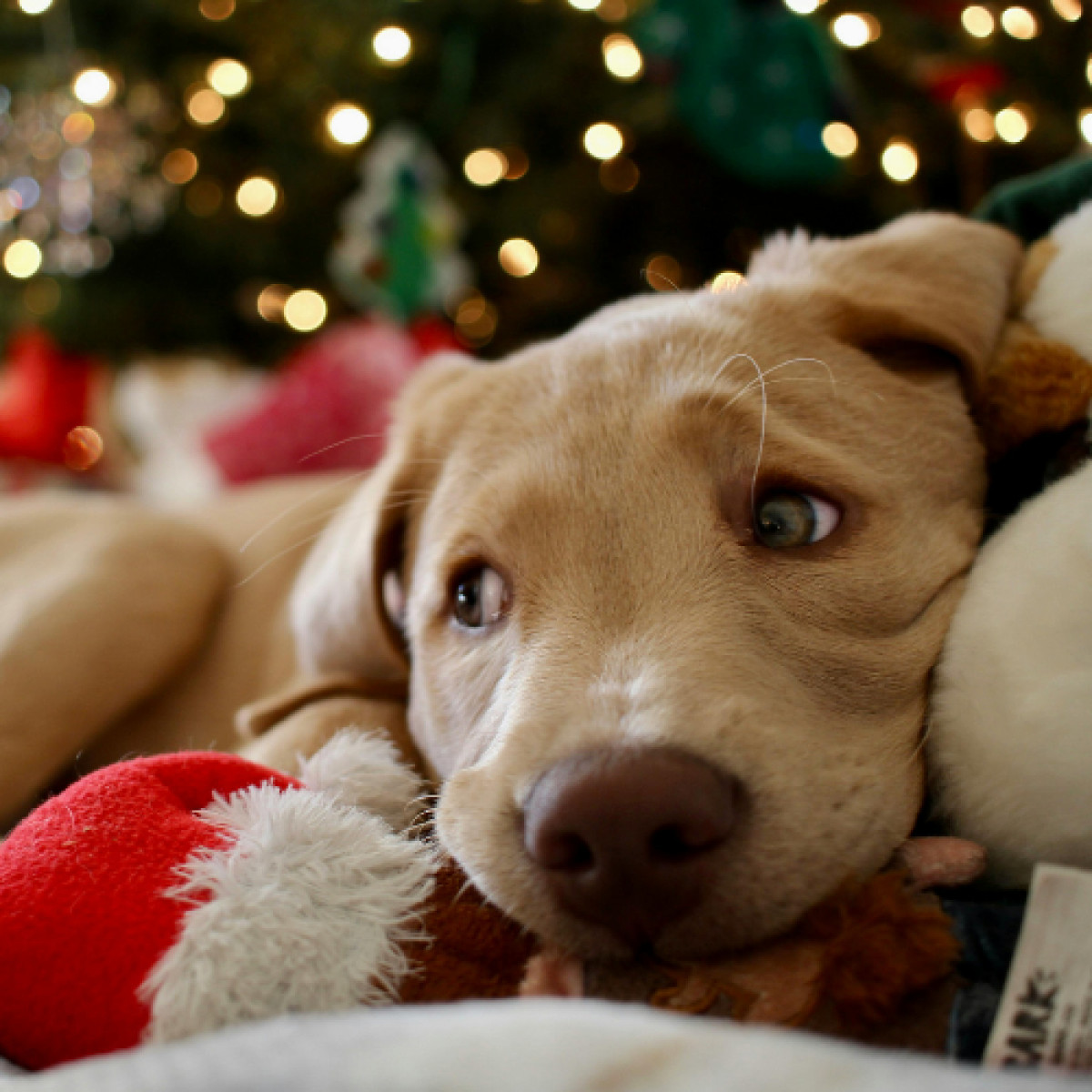 12 Days of Pawlidays Savings