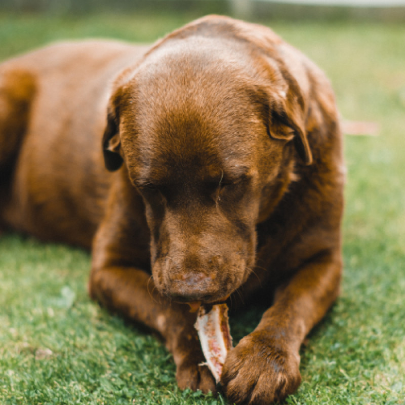 🦴 Bone Bundle Deal