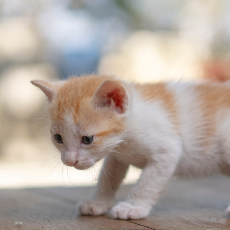 🐱 Cat-Only Week Special