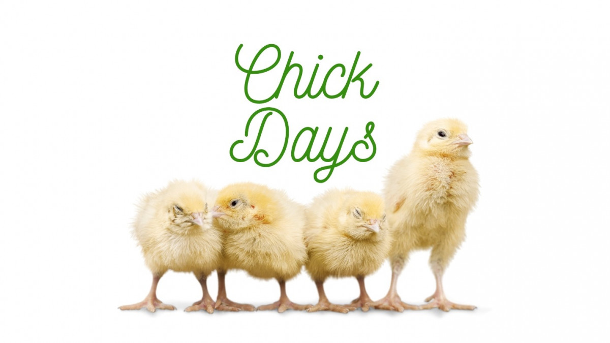 Chick Days - WEEKLY CHICK DELIVERIES!