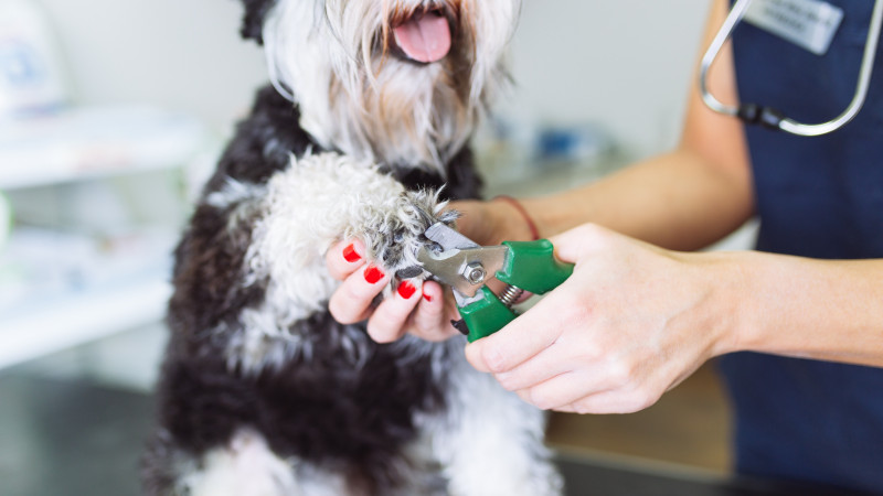 Small Animal Nail Trim Clinic