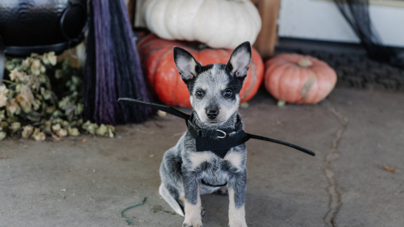 Pet Costume Contest