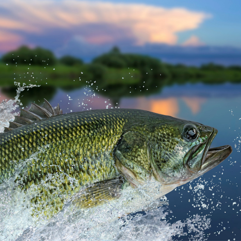 🐟 Fish Day is Coming!