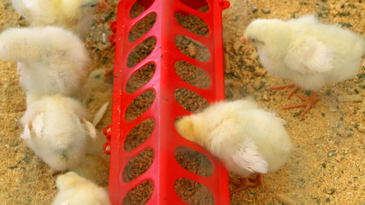 It's Chick Days!
