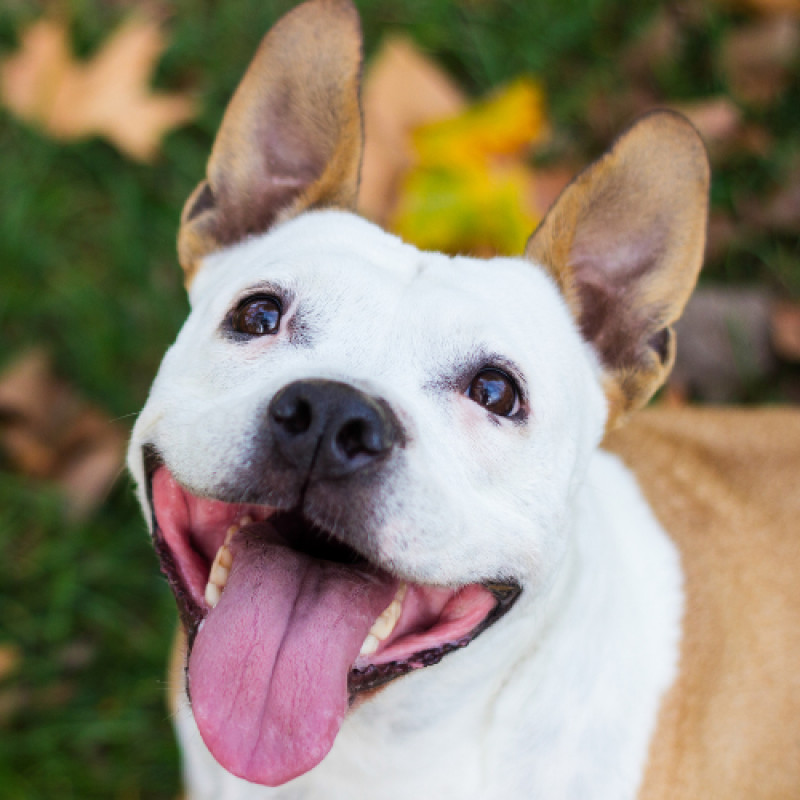 🐾 Weekly Pet Deals 🐾