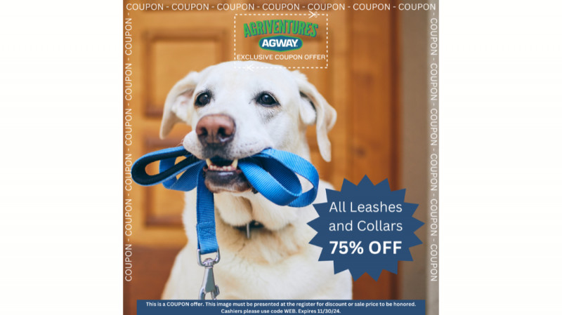 All Leashes and Collars 75% Off