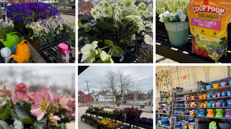 🌿🌸 Spring is Blooming at Chick's Southold Agway! 🌸🌿