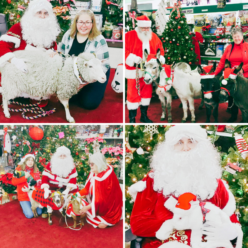 🎅 Pet Santa Day – Saturday, Dec 6th | 9 AM – 3 PM