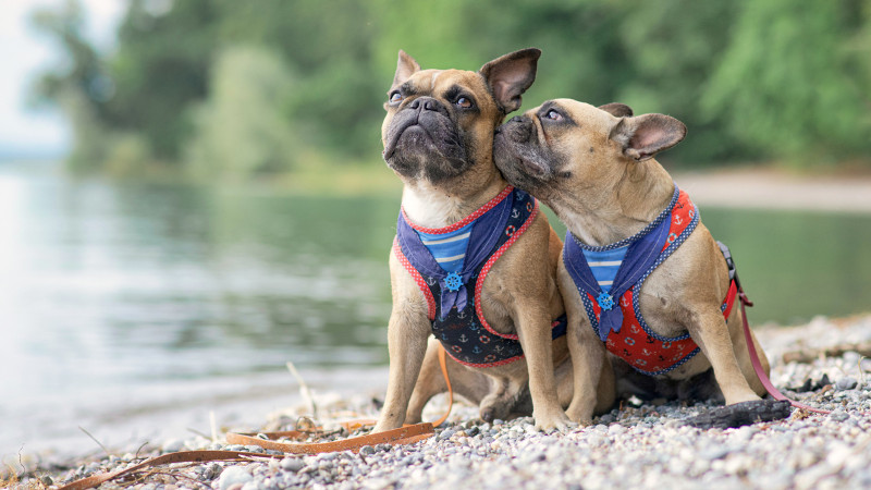 Save 25% on all Coastal Collars, Leads, Harnesses and Training supplies