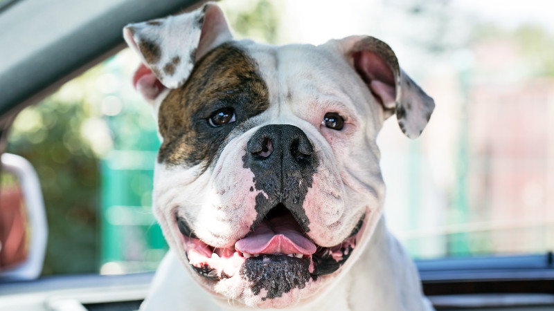 Astro Loyalty Program