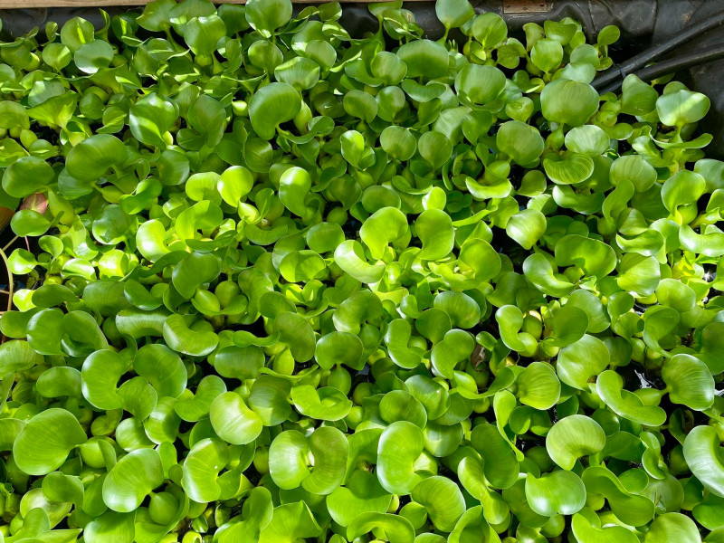 Hyacinth on Sale!