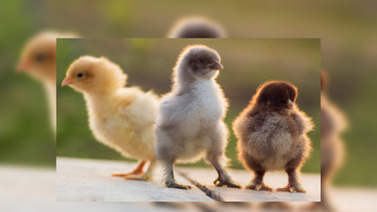 Chick Days Are Here!