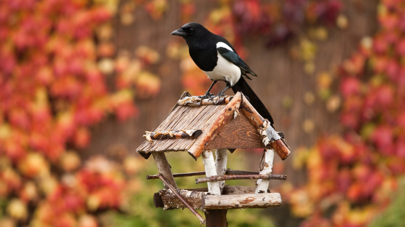 Fall Bird Food Sale