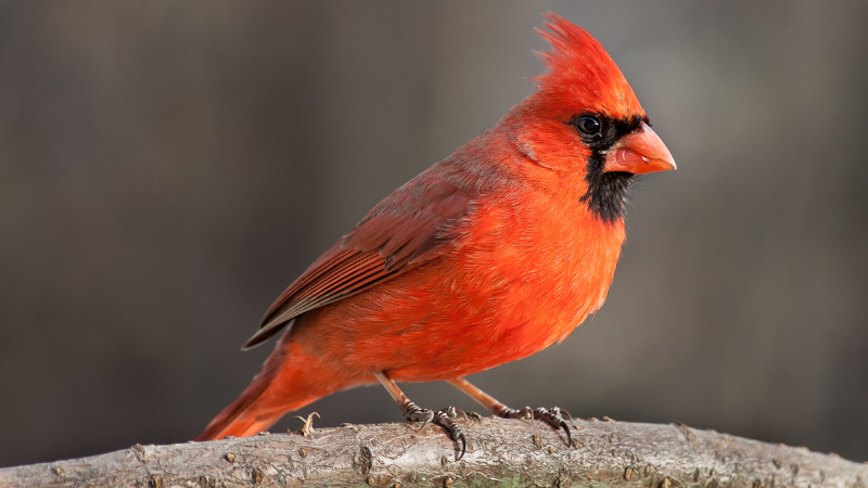 🐦 March Bird Food Sale! 🐦