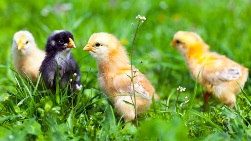COME TALK POULTRY!
