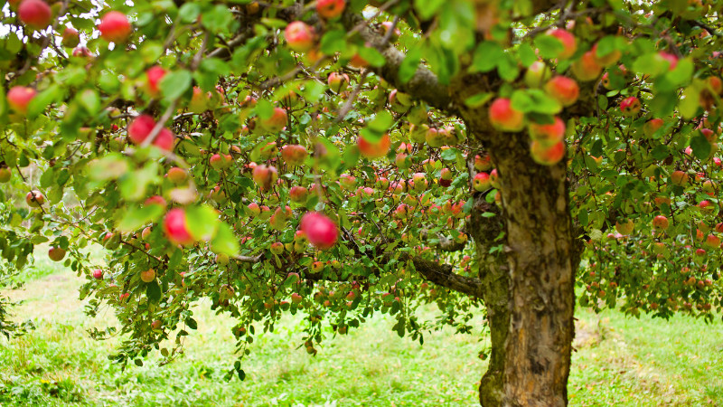 Now Taking Orders for Fruit Trees, Ornamental Trees, Shrubs, and Roses!