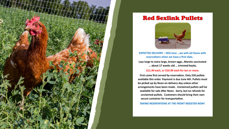 Now Taking Red Sexlink Pullet Orders!