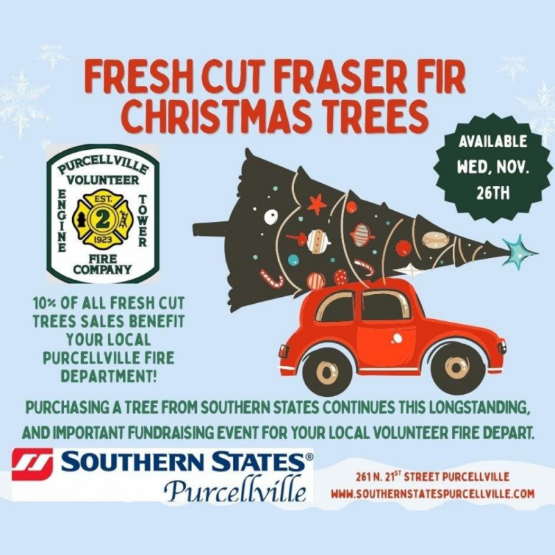 Fresh Cut Fraser Fir Christmas Trees