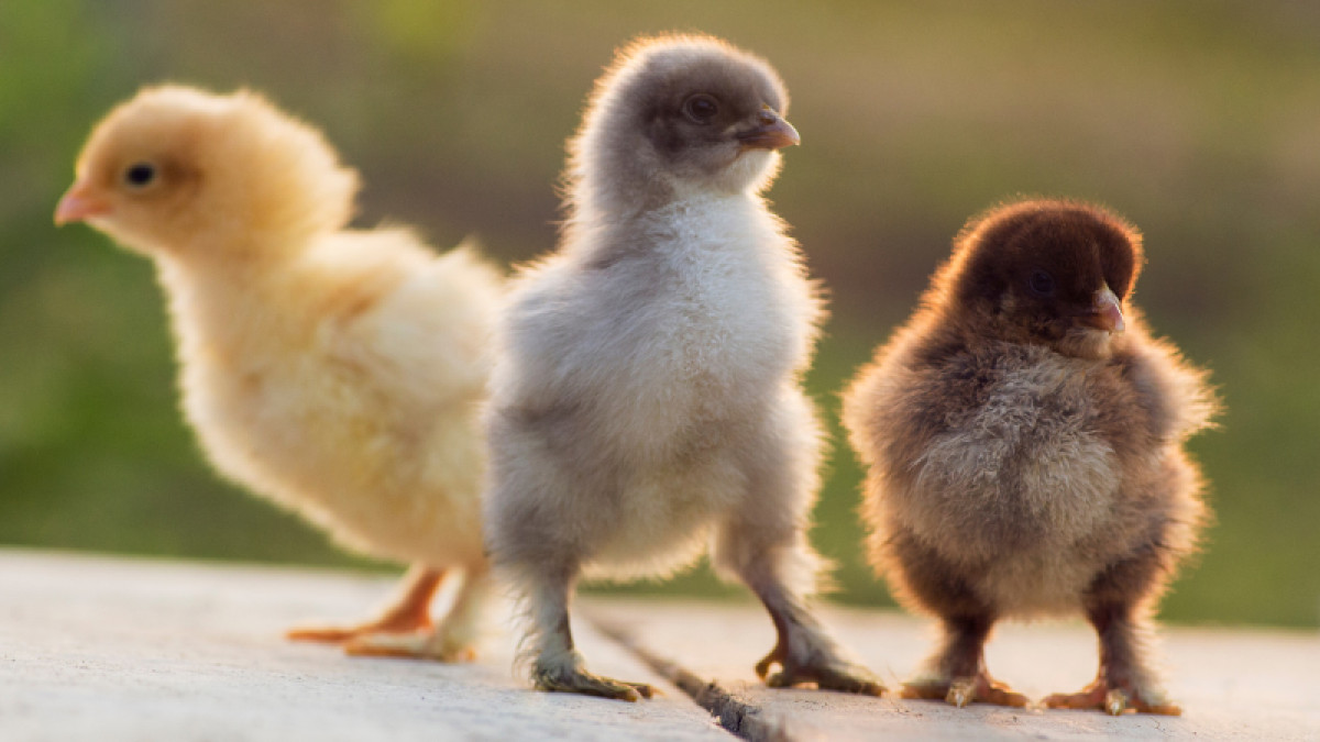 Apache Junction Chick List April - August 2024