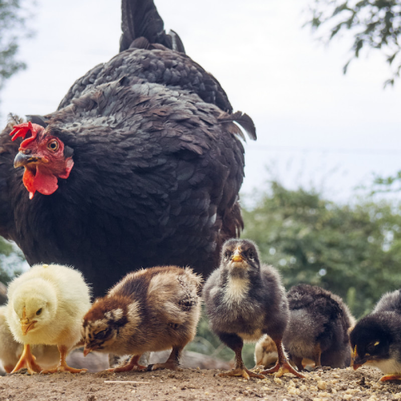 Apache Junction Chick List September - December 2025