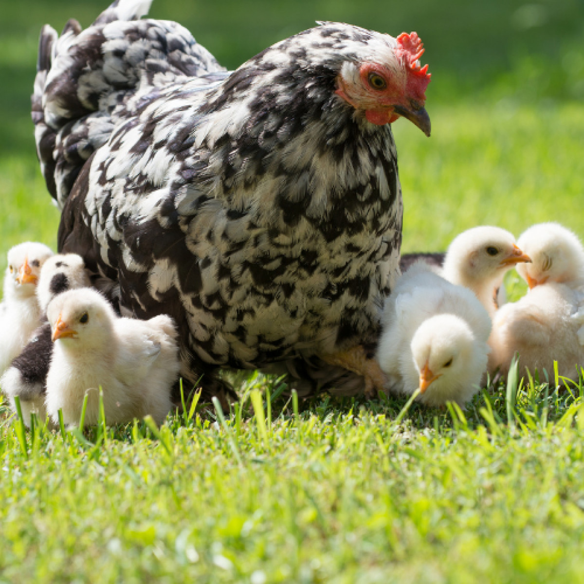 Glendale Chick List October - December 2025