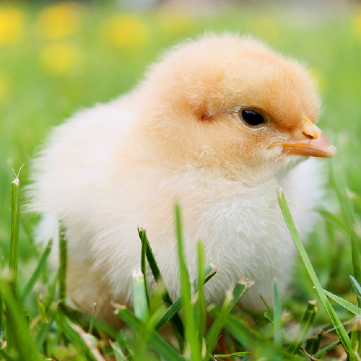 Glendale Chick List January - February 2026