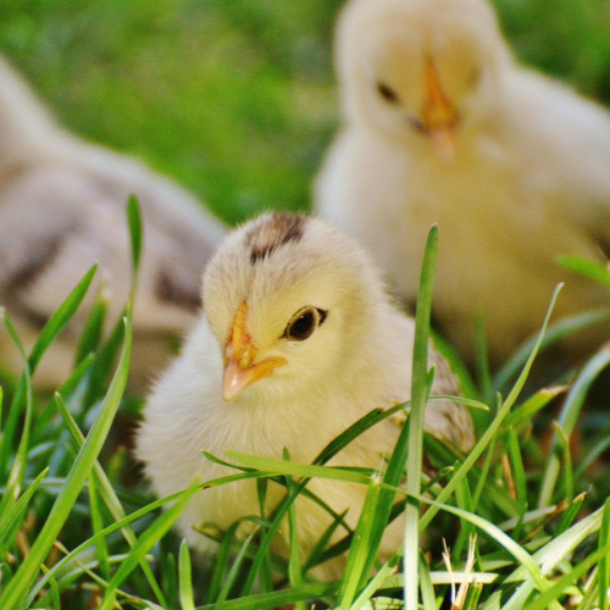 Glendale Chick List May- June 2026