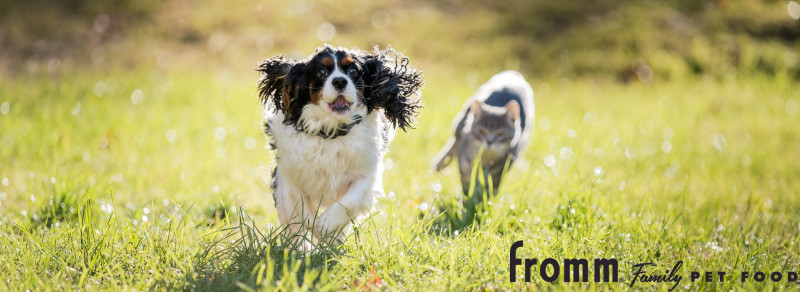 Fromm Gold Cat food