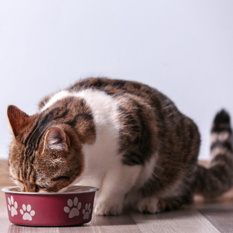 Save $5 on any Grandma Mae’s Cat Food