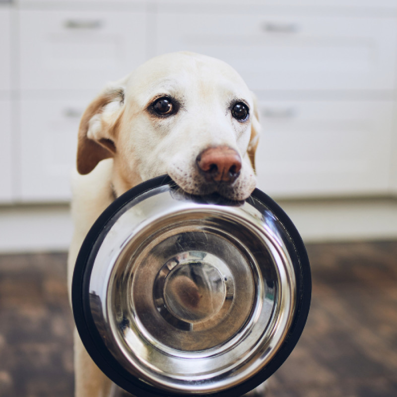 NutriSource Come-Pouch-A Deal!