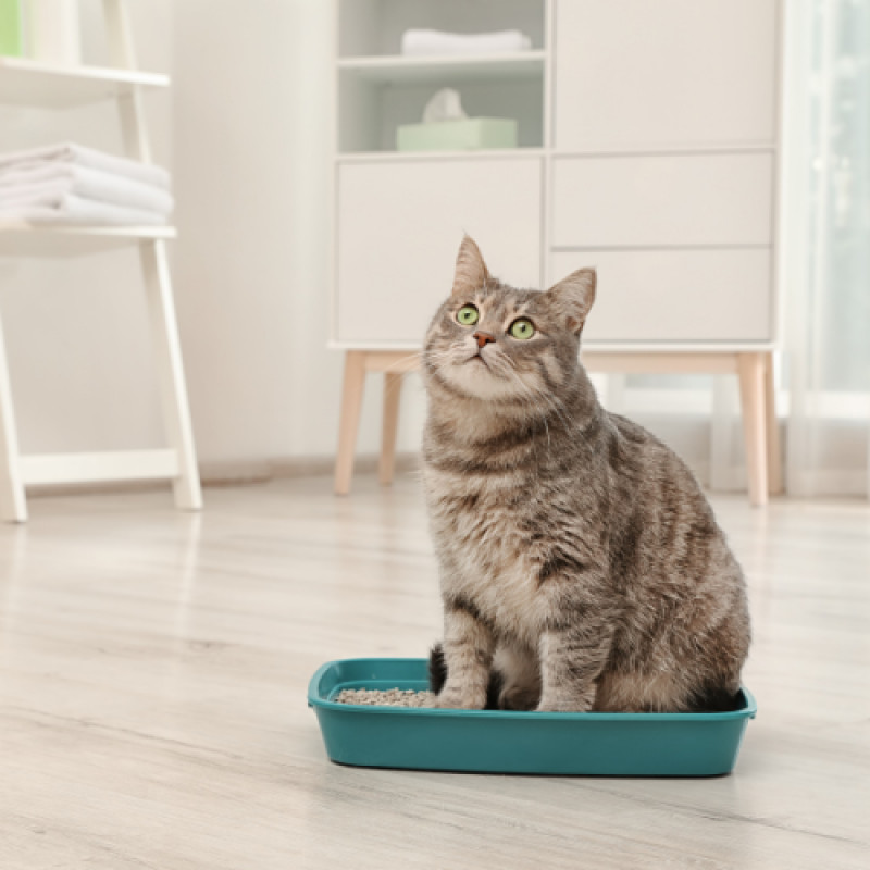 Easy Clean Cat Litter Savings!