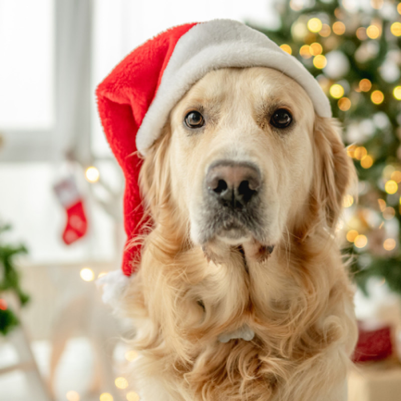 Rein In The Holidays!