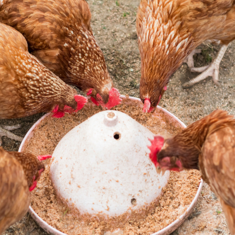 Save on Kalmbach Layer Pellets!