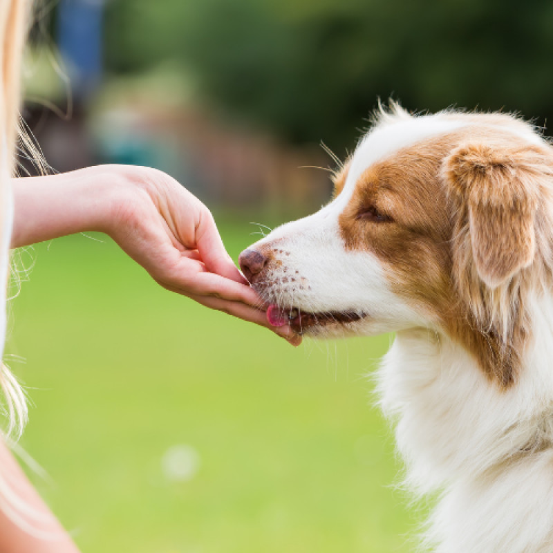 Andie & Audie - Special Offer