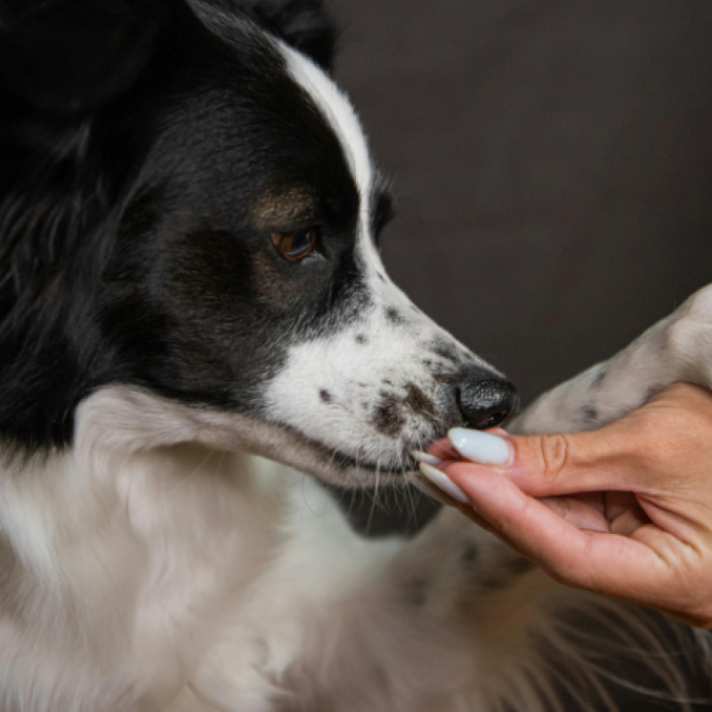 Bocce's Bakery Soft & Chewy Treats — Special Offer