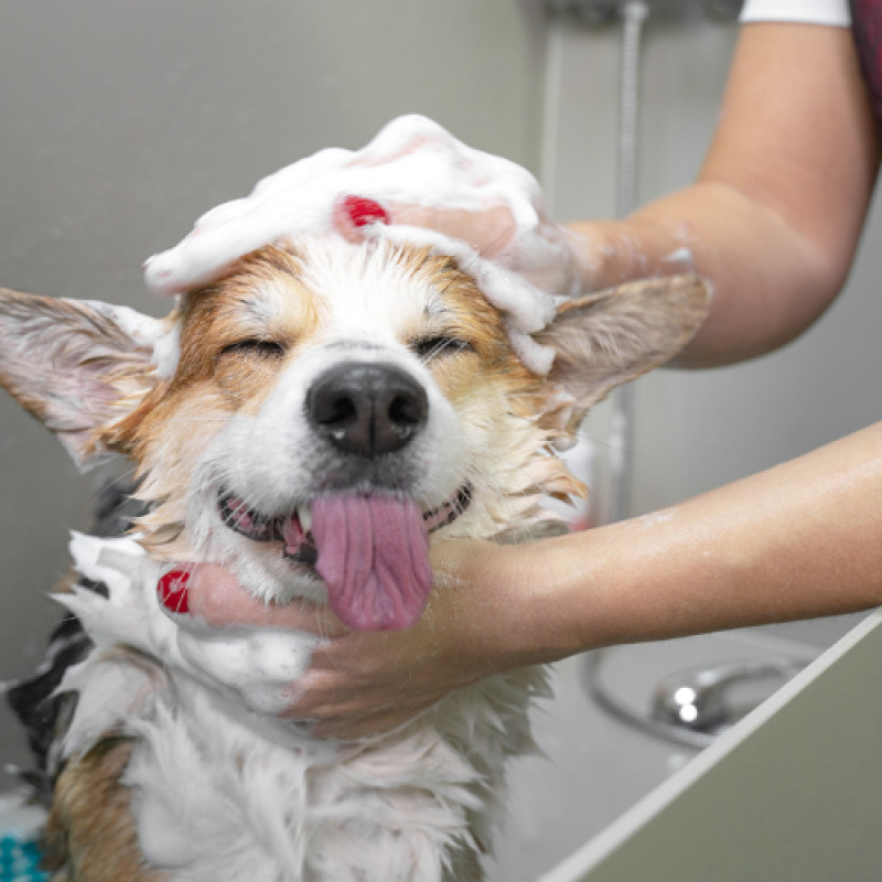 Scout’s Honor — Special Offer