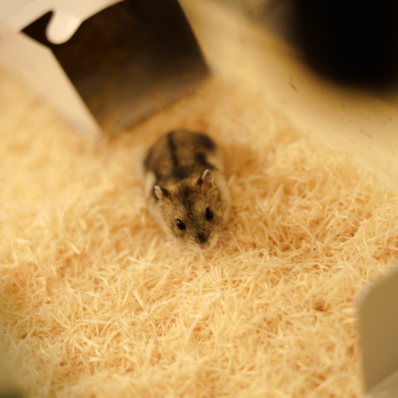 Carefresh Small Animal Bedding - Special Offer