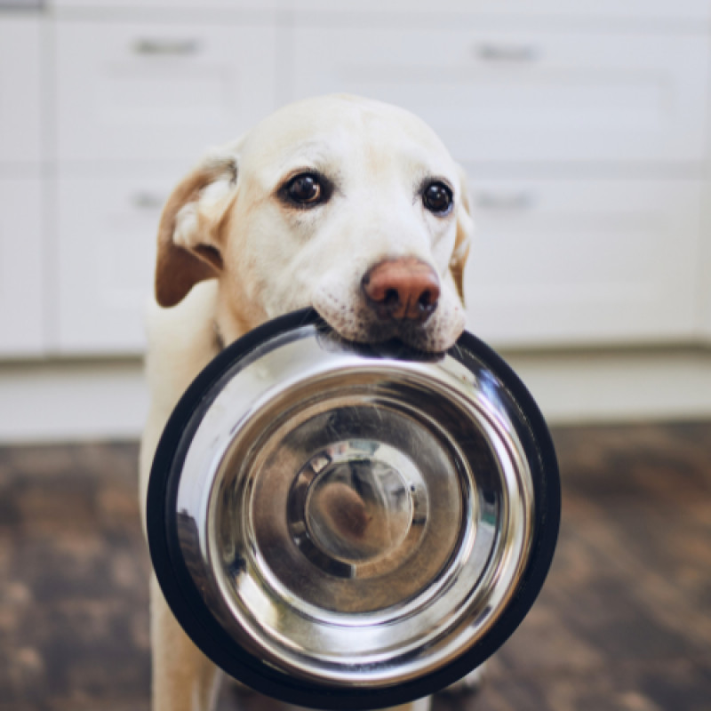 Canidae Farm to Bowl Small Bag Special