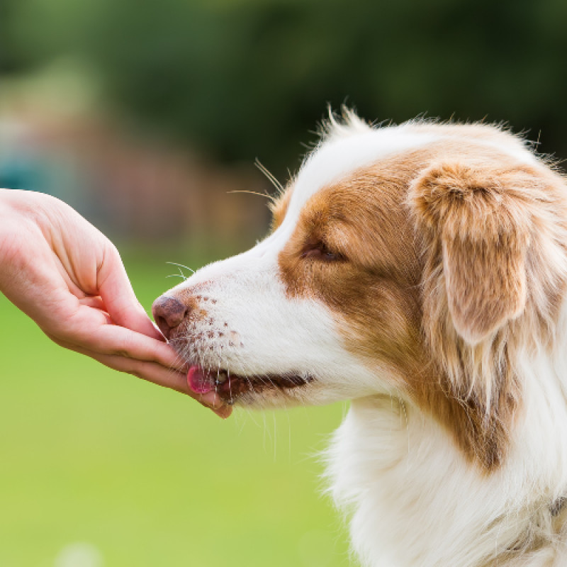 Blue Buffalo Treats $2 Off