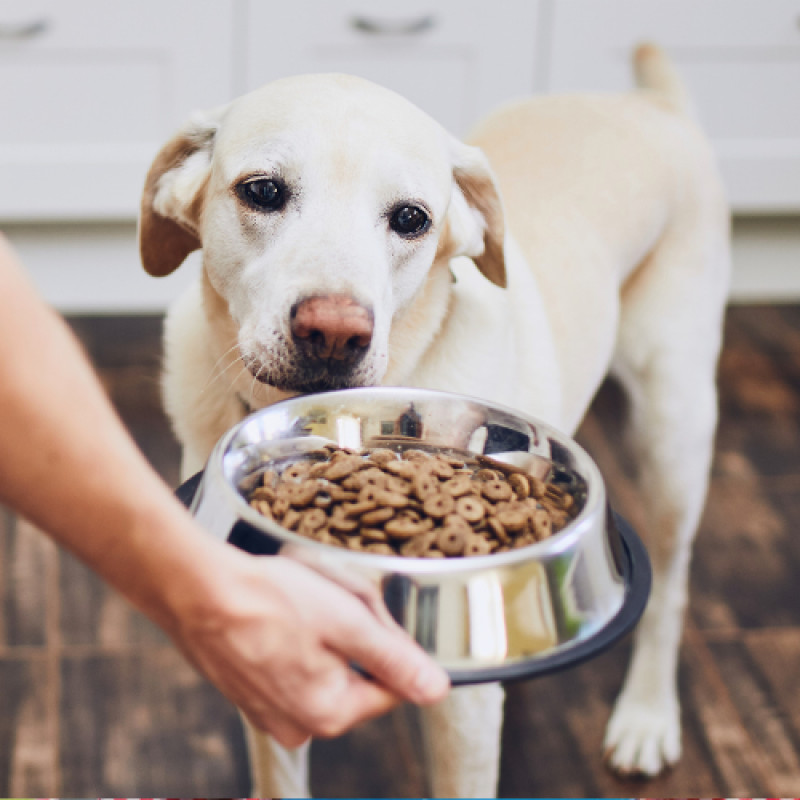 Kalmbach Layer Pellets 50lb Special