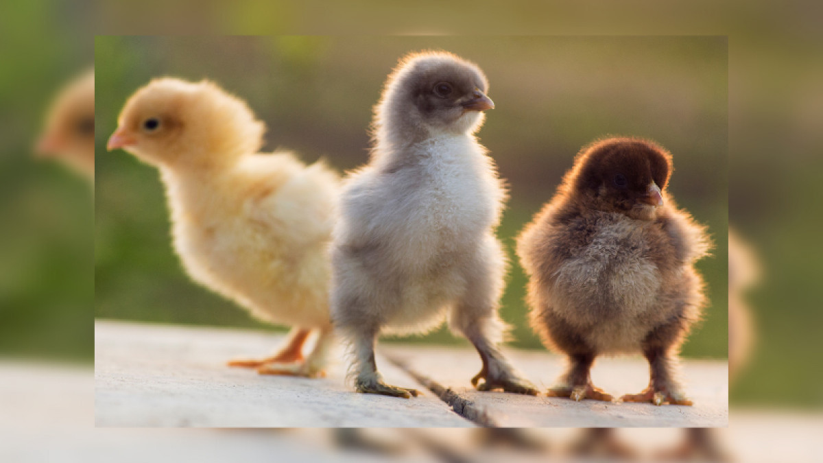 2023 Chick Days Schedule